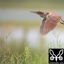 リュウキュウヨシゴイの羽衣は美しい褐色です。