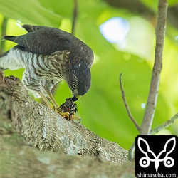 観察している30分ほどの間にリュウキュウクマゼミを3匹も捕まえていました。ツミは小さいのでクマゼミが大きく見えますね。こちらも下の方に動画があります。