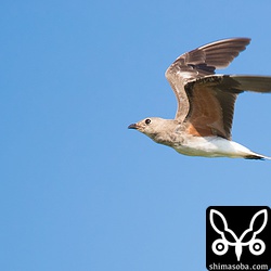 すっかり冬羽になったツバメチドリ。