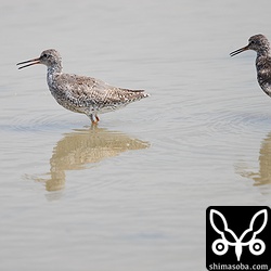 アカアシシギは夏羽から冬羽に変わりつつあります。