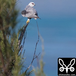 こちらはメス。眼がルビーのように赤いです。カタグロトビは、オスとメスで眼の色が違うのか個体差なのか年齢差なのか?