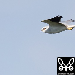 カタグロトビのオス。