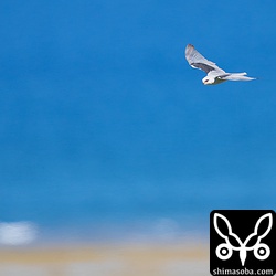 石垣島の青い海をバックに飛ぶカタグロトビは大変美しい。