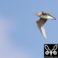 ツバメチドリ第1回冬羽。