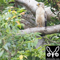 カンムリワシの幼鳥。久しぶりに石垣島の師匠のレクチャーを受けてきました。