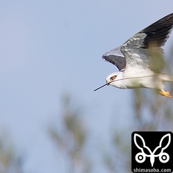 巣材を運んだり。