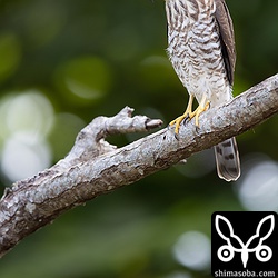 リュウキュウツミの幼鳥。