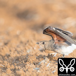 ツバメチドリ成鳥。冬羽に換羽中。