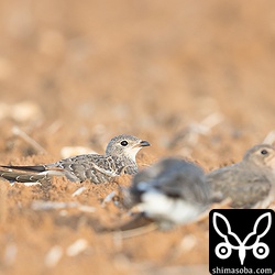 ツバメチドリ幼羽。3羽ほど混じっていました。