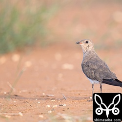 ツバメチドリ成鳥冬羽。