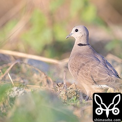 ベニバトのメス。石垣島では稲刈り後の落穂を拾いに田んぼでよく見かけましたが、沖縄本島では、荒地で草の種を拾っているようでした。
