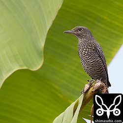 たまにはイソヒヨドリも。久茂地から新都心、南部の畑から北部までどこにでもいます。