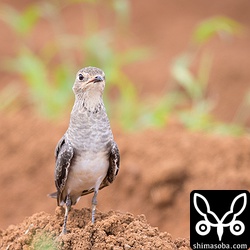 ツバメチドリは何カ所かで20羽ほどの群れが観察できました。