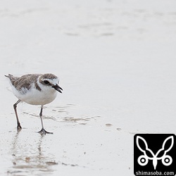 海岸のシロチドリ。