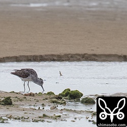 海岸にアオアシシギ。
