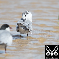 奥、ハジロクロハラアジサシ第1回夏羽→冬羽に換羽中。