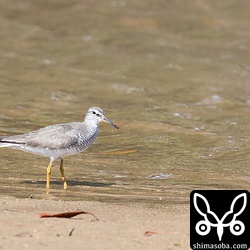 近くにはキアシシギもいました。今日は、キアシシギを多く見ました。