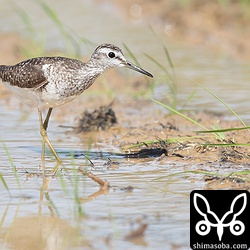 タカブシギの夏羽後期。