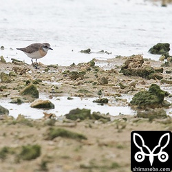 海岸のメダイチドリ。