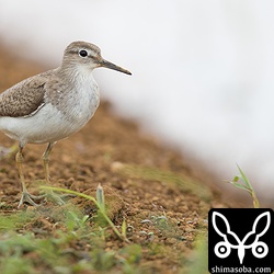 イソシギ夏羽。