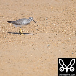 砂浜にキアシシギ。
