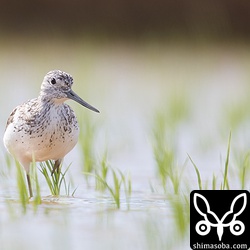 田んぼに疲れた感じのアオアシシギ。