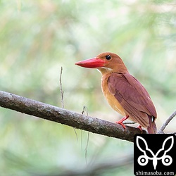 見つけた時は、いい枝に止まっていたのですが、飛ばしてしまいこんなところに…。^^;

まさか林道入り口でいきなり発見とは!!