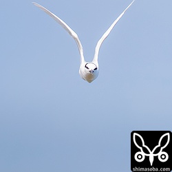 こちらに向かってくるエリグロアジサシ。1D Mark II のオートフォーカスはなかなか優秀でスピードの速いエリグロアジサシもとらえ続けてくれました。