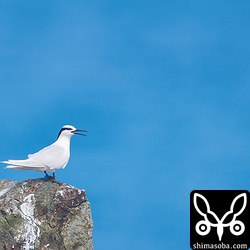 フラッグ付きのエリグロアジサシもいました。