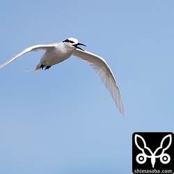 時折、頭上を通過することもありました。