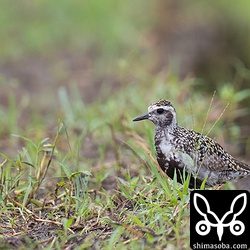 ムナグロ成鳥夏羽後期。数羽いましたが妙に警戒心が強い群れでした。