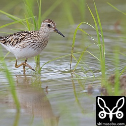 ヒバリシギの成鳥夏羽後期。4羽ほどの群れでいました。