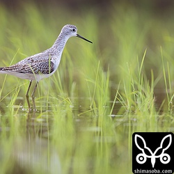 コアオアシシギ。幼羽→第1回冬羽に換羽中。