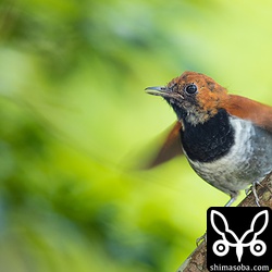 ホントウアカヒゲの幼鳥や若鳥は、人間に興味があるようでじっとしていると1メートルの近さまで寄ってきます。