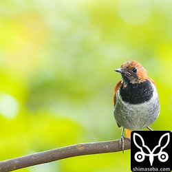 ホントウアカヒゲのオス。多分、今年生まれだと思います。換羽が進んで汚いですね。
