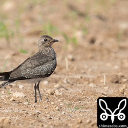 ツバメチドリ。今年は雨が少ないので、サトウキビ畑にはバッタが大量に発生していて、それをツバメチドリが捕まえていました。