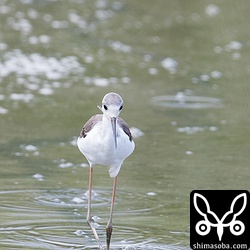 セイタカシギ。幼羽。