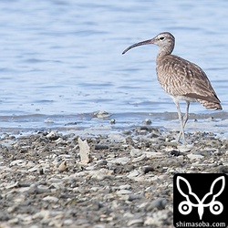 チュウシャクシギ成鳥冬羽。
