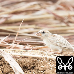 麦の落穂を食う白スズメ。