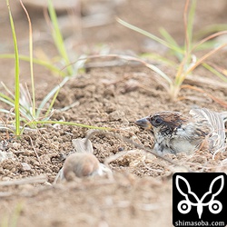 こちらは水浴びをしてきてからの砂浴び。砂だらけになりそう…。
