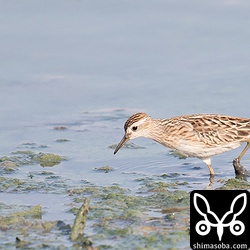 ヒバリシギ幼羽。