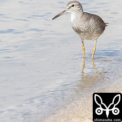 キアシシギ成鳥夏羽後期。
