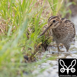 畔を突きながら餌探しするチュウジシギ。