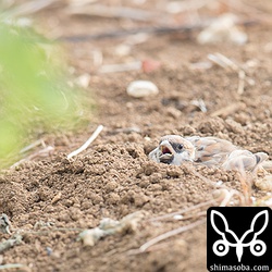 砂浴びするスズメも暑そうに口を開いています。