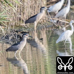 最近、三角池にはゴイサギがたくさんやってきます。近くにコロニーがあるそうでホシゴイも交ざっています。