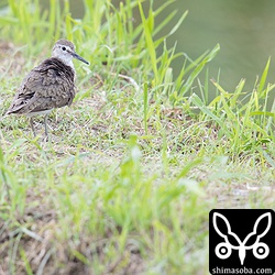 イソシギが1羽だけ。夏羽→冬羽?