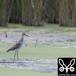 タカブシギが一番多かった。