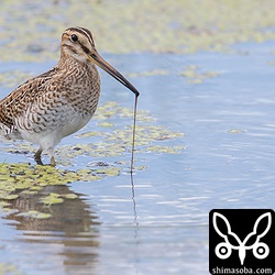 タシギだと思ったのですが、チュウジシギの可能性が高いとのこと。 `ジシギマスター`_ に教えていただきました。ミミズを何匹も引っ張り出していました。.. _ジシギマスター: http://www.love-birds.net