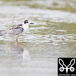 クロハラアジサシの幼羽から第1回冬羽
