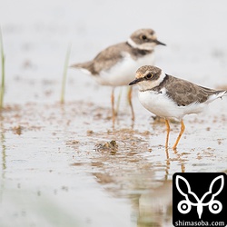 コチドリ冬羽。